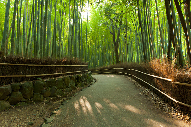 famous-bamboo-grove-arashiyama-L