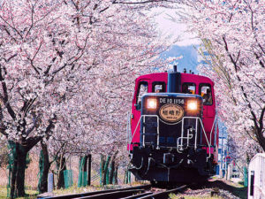 Photo of the Sagano Romantic Train in springtime
